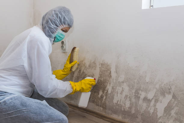 Best Commercial Mold Remediation in Wolf Trap, VA