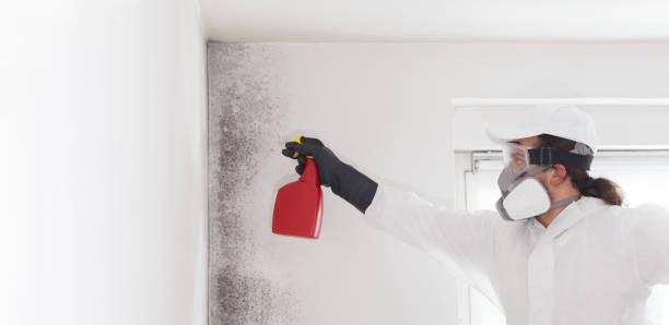 Professional Mold Remediation in Wolf Trap, VA