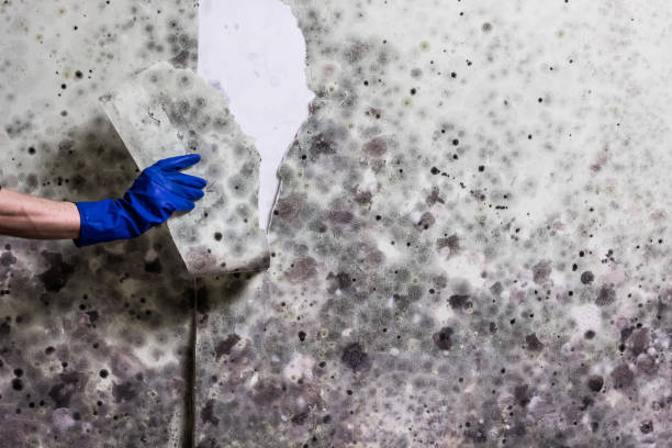 Best Black Mold Remediation in Wolf Trap, VA